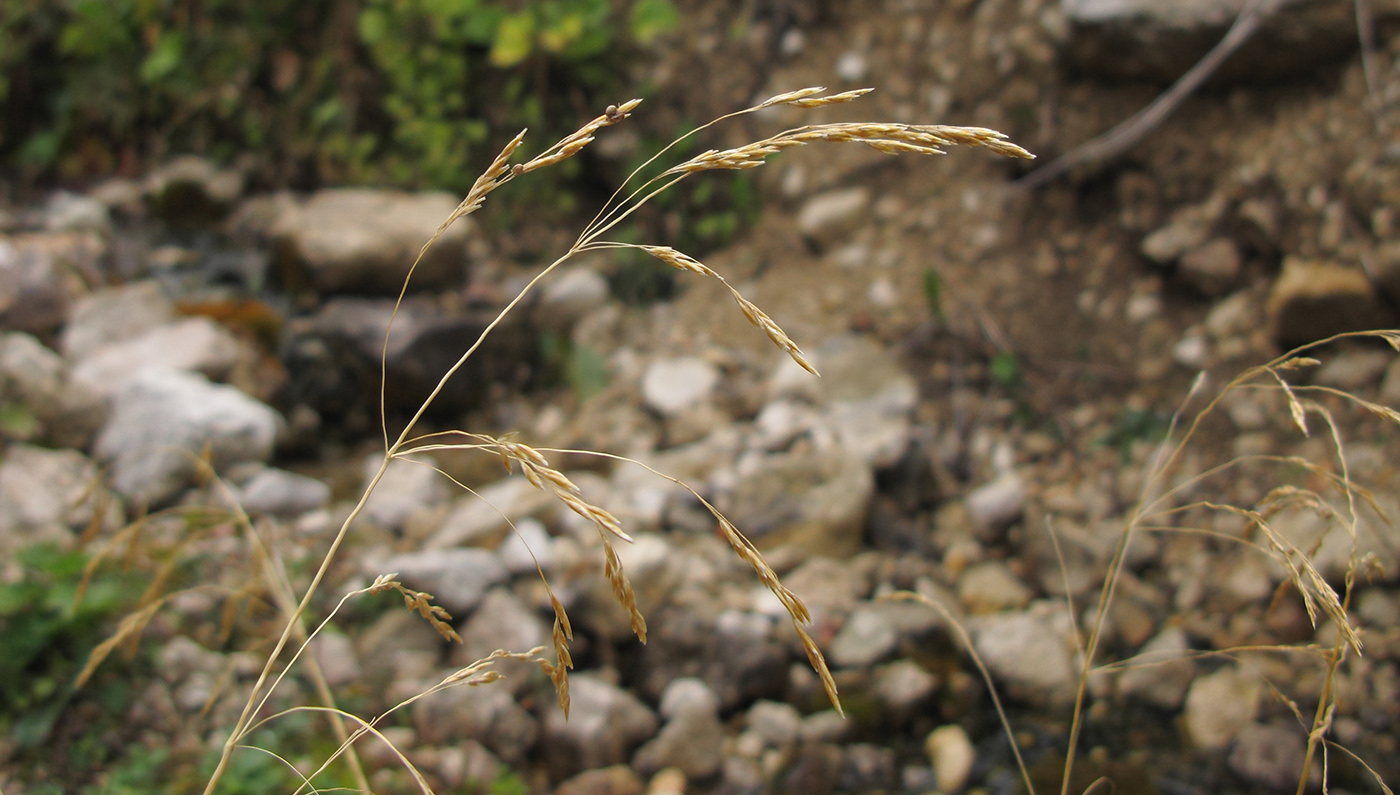 Image of Deschampsia cespitosa specimen.