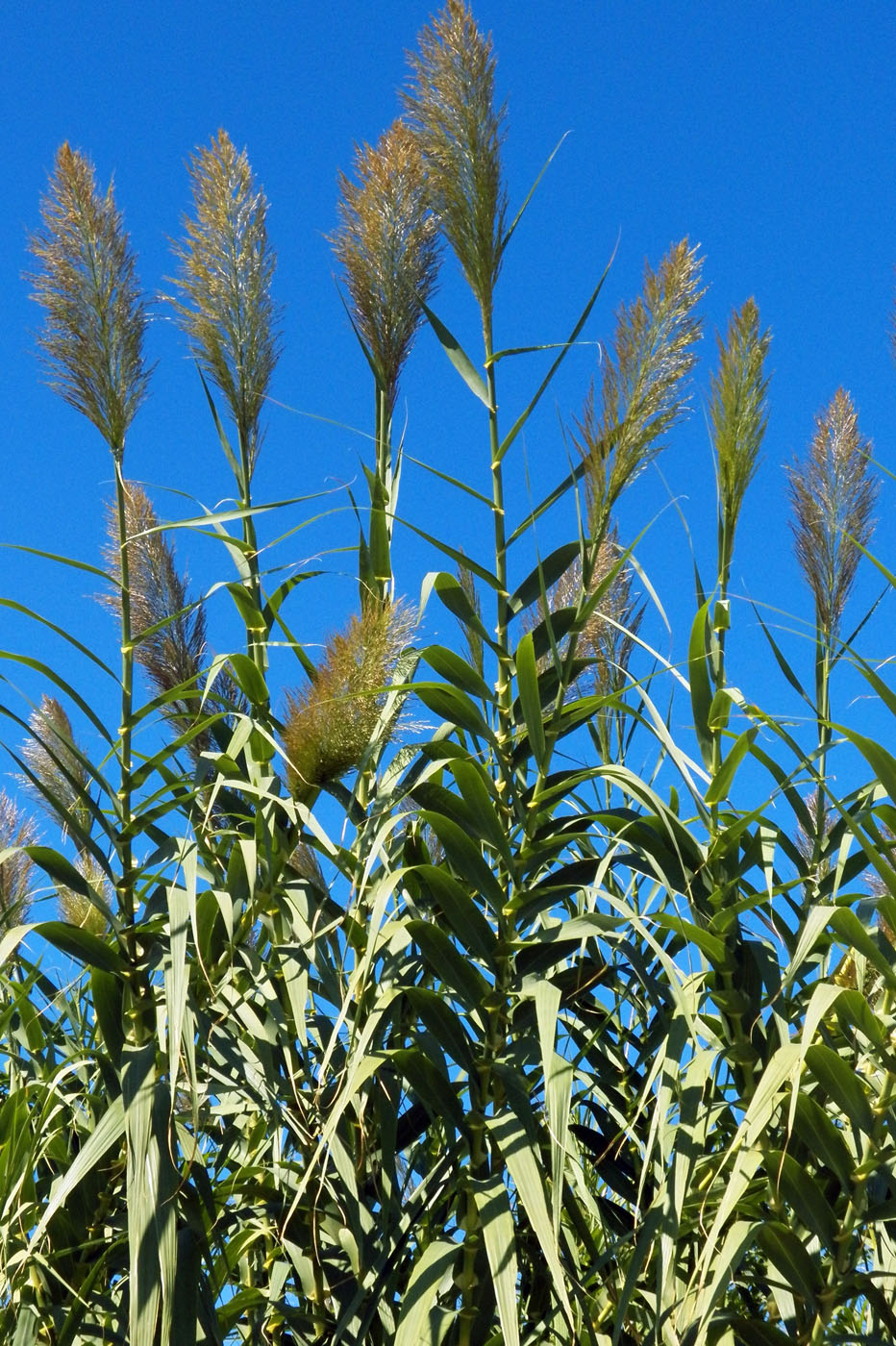 Image of Arundo donax specimen.