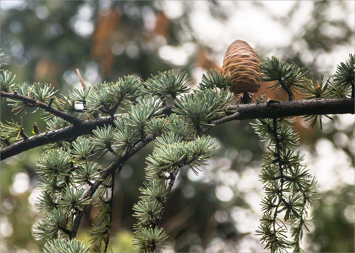 Image of Cedrus atlantica specimen.