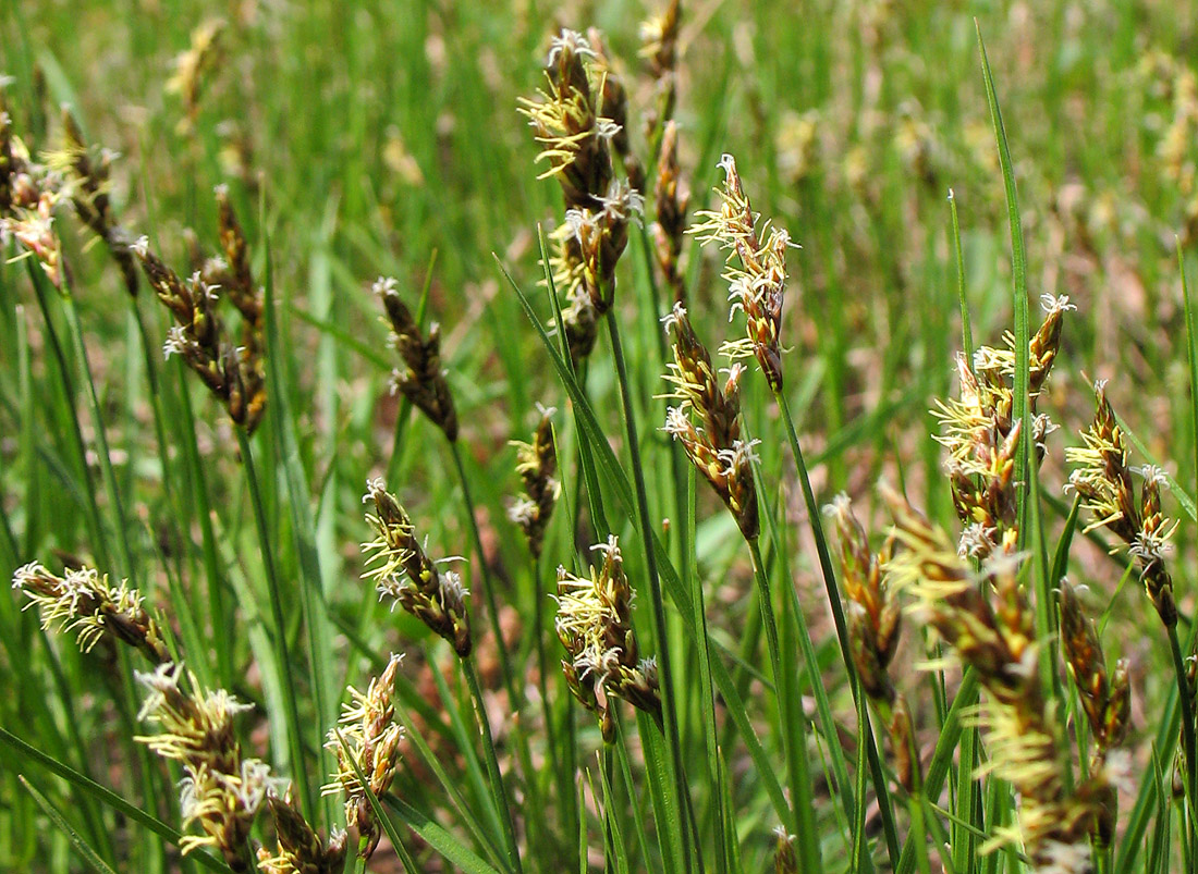 Image of Carex praecox specimen.