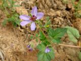 Erodium oxyrhynchum. Верхушка побега с соцветием. Таджикистан, Хатлонская обл., окр. с. Ганджина, красноцветные песчаники. 22.04.2017.