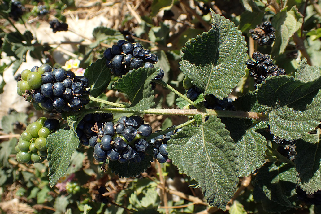 Image of Lantana camara specimen.