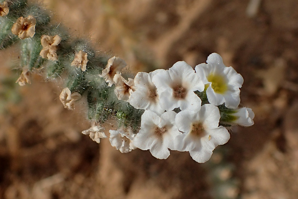 Image of Heliotropium hirsutissimum specimen.