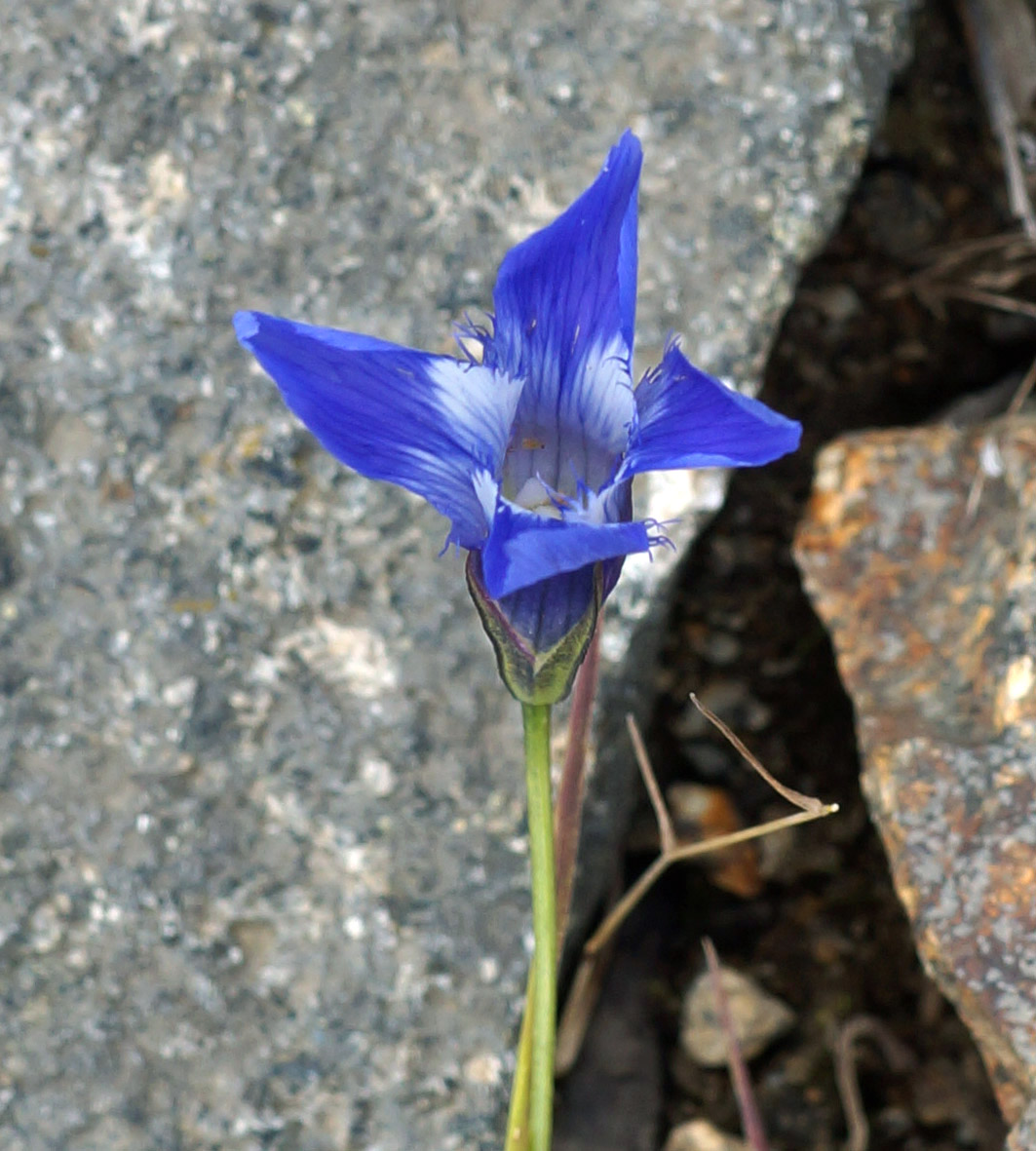 Image of Gentianopsis barbata specimen.