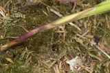 Carex sordida