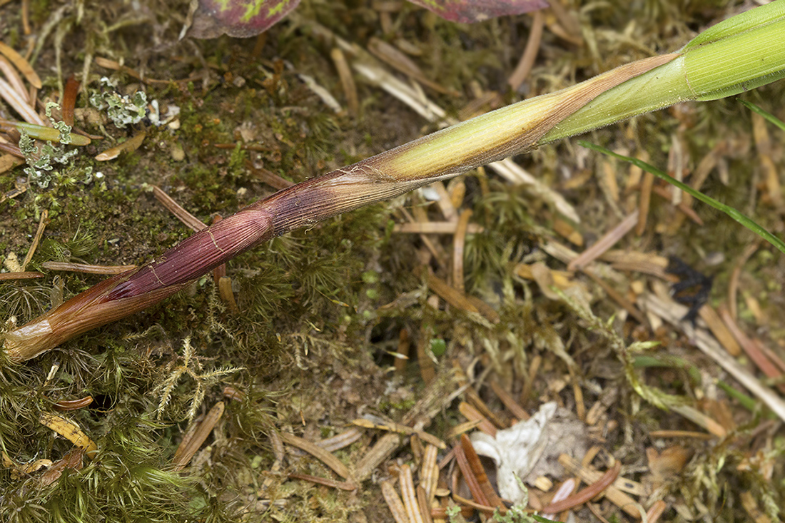 Изображение особи Carex sordida.