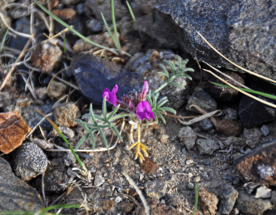 Изображение особи Oxytropis micrantha.