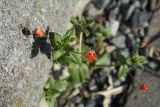 Anagallis arvensis