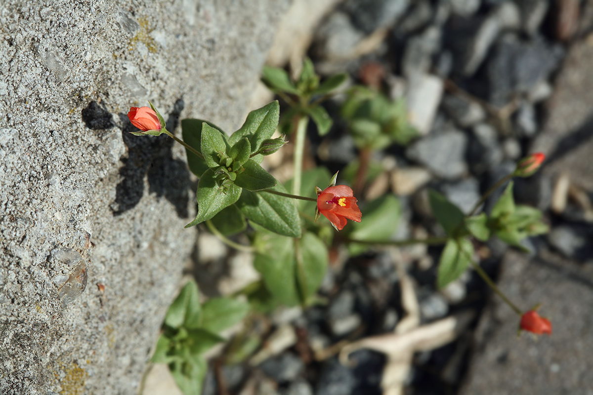 Изображение особи Anagallis arvensis.