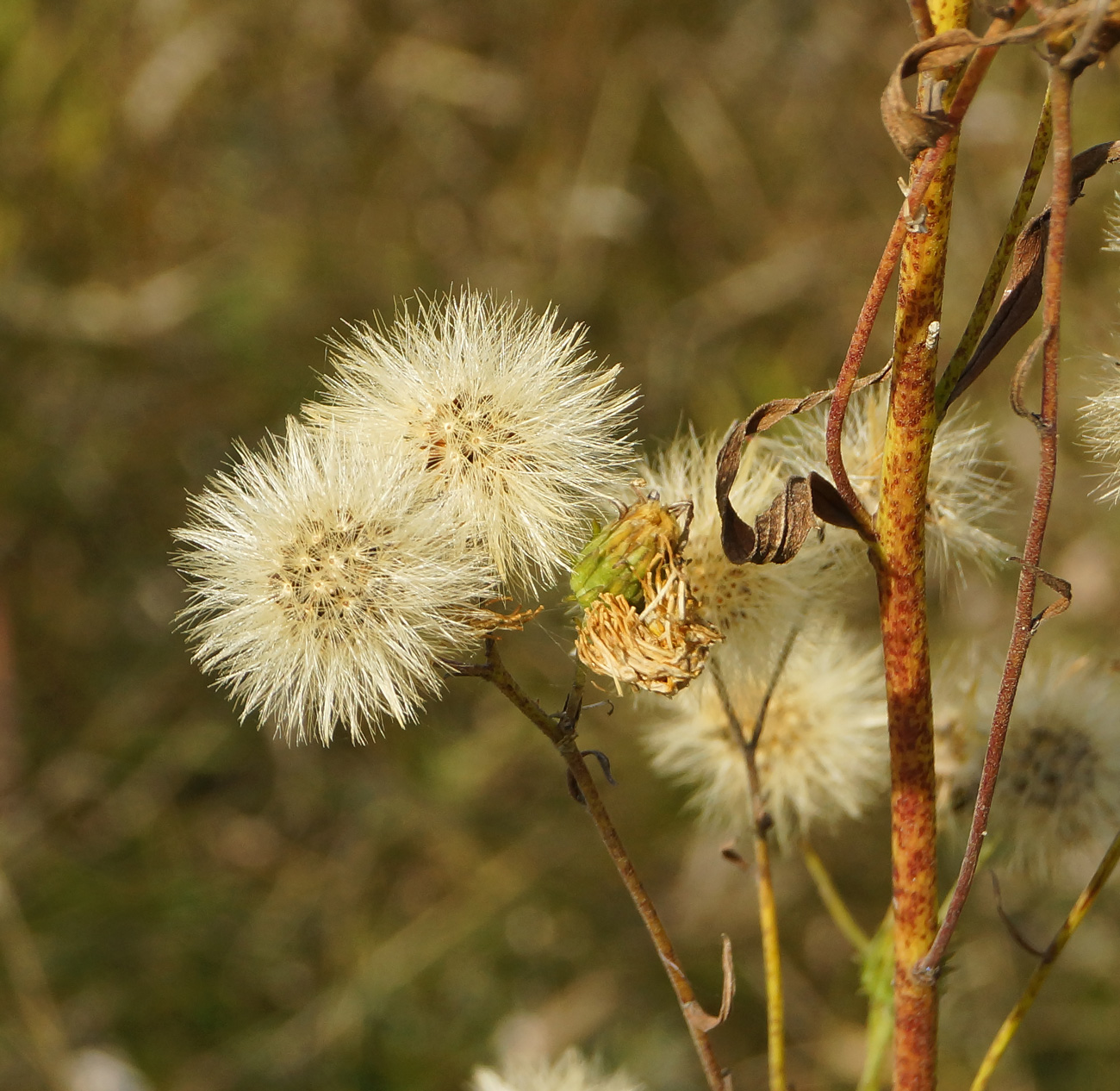 Изображение особи Hieracium umbellatum.