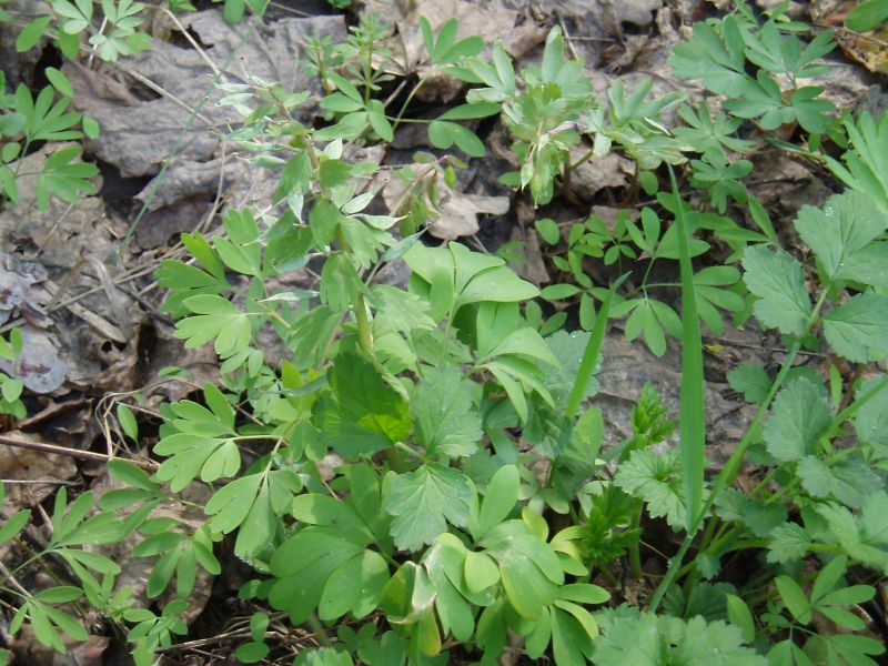 Изображение особи Corydalis solida.