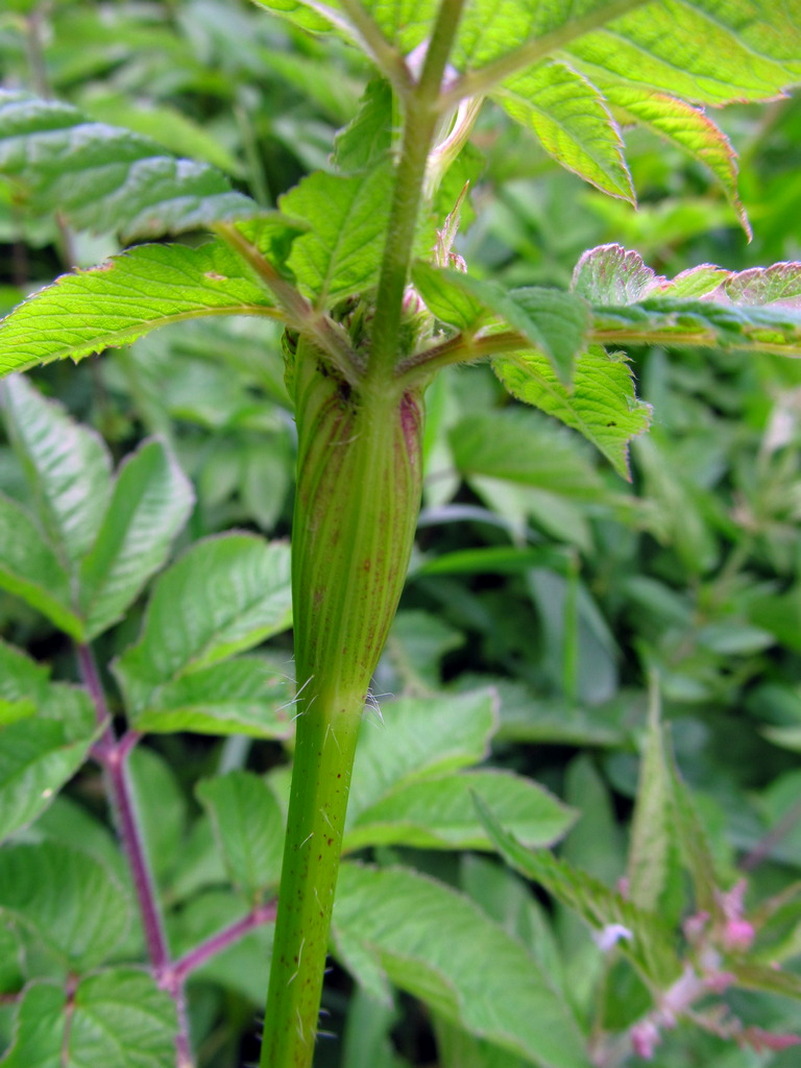 Image of Chaerophyllum aromaticum specimen.