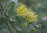 Grevillea juniperina. Соцветия. Израиль, Иерусалим, Гиват-Рам, Ботанический сад Иерусалимского Университета, участок растений Австралии, в культуре. 23.01.2018.