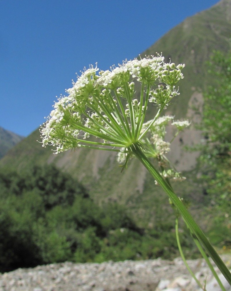 Изображение особи семейство Apiaceae.