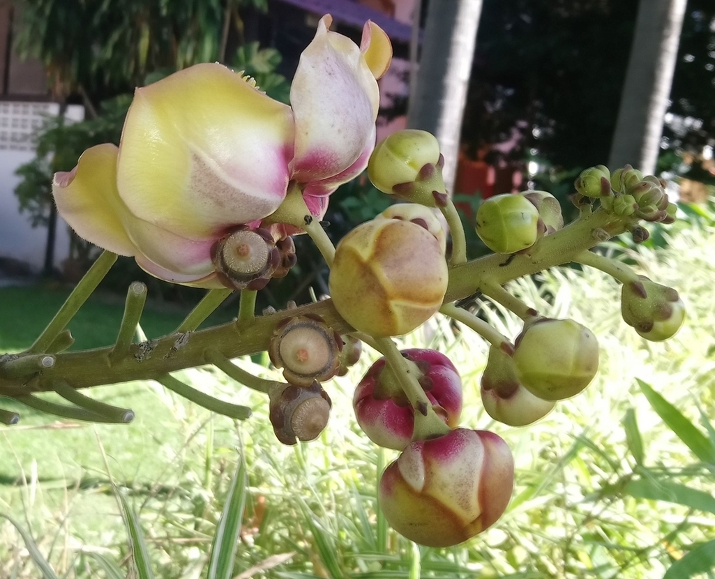 Изображение особи Couroupita guianensis.