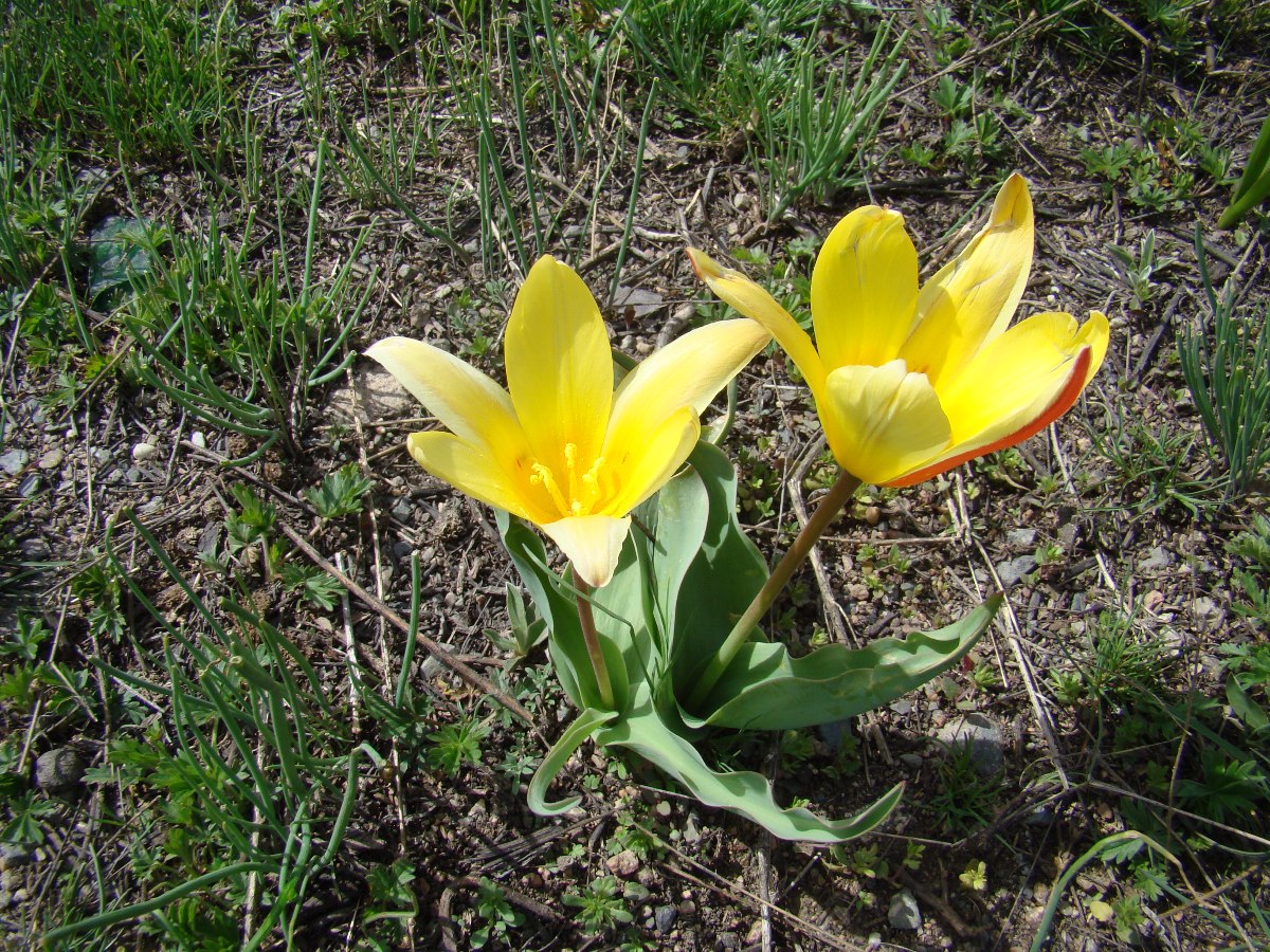 Image of Tulipa kaufmanniana specimen.