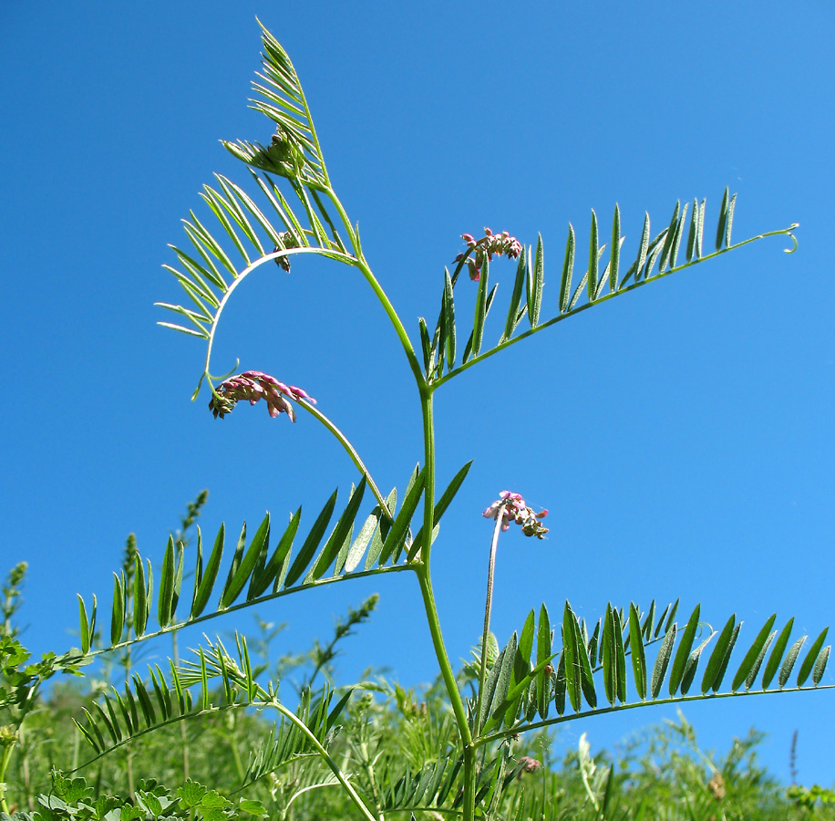 Изображение особи Vicia tenuifolia.