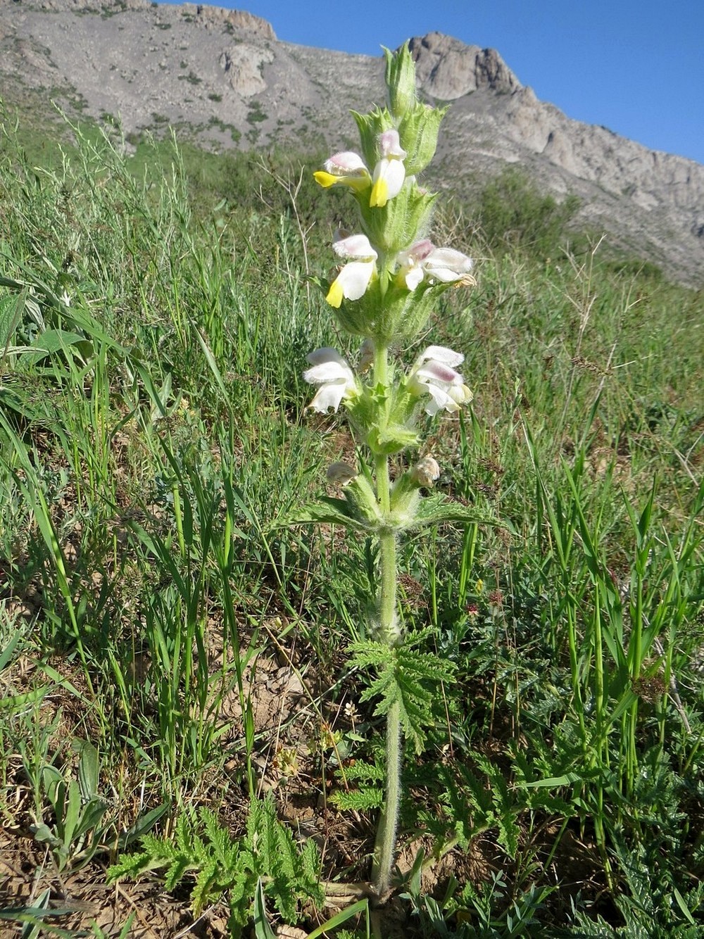 Image of Phlomoides labiosa specimen.