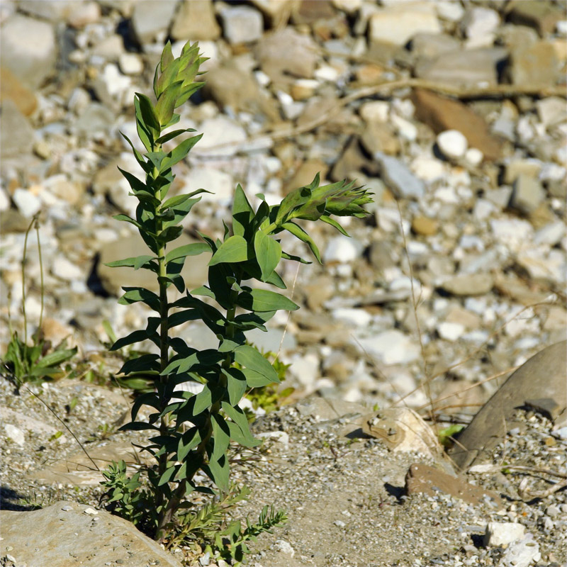 Image of Linaria genistifolia specimen.