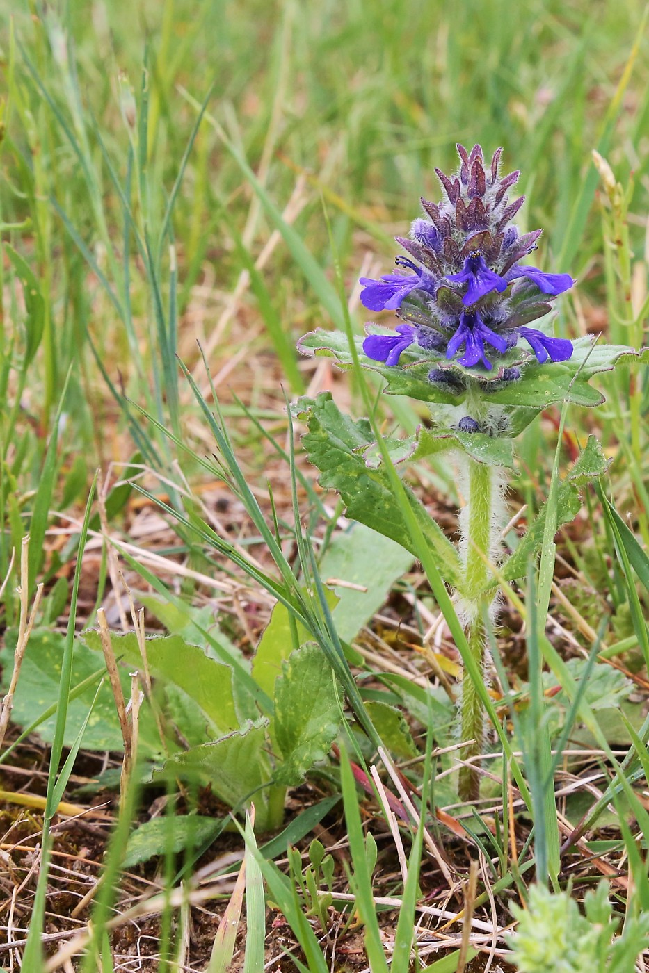 Изображение особи Ajuga genevensis.