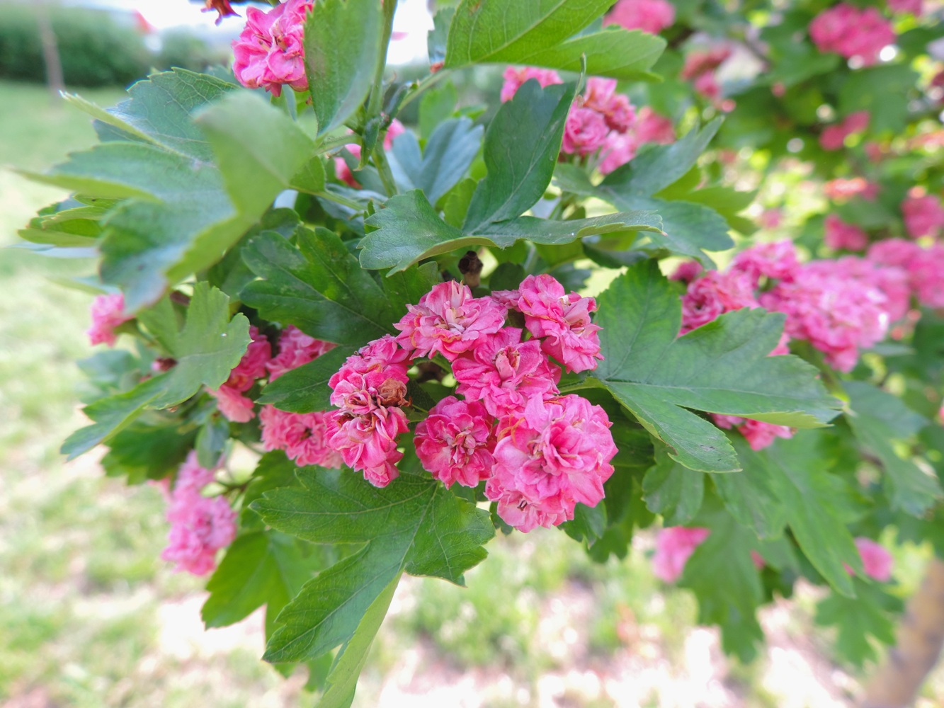 Image of Crataegus × media specimen.