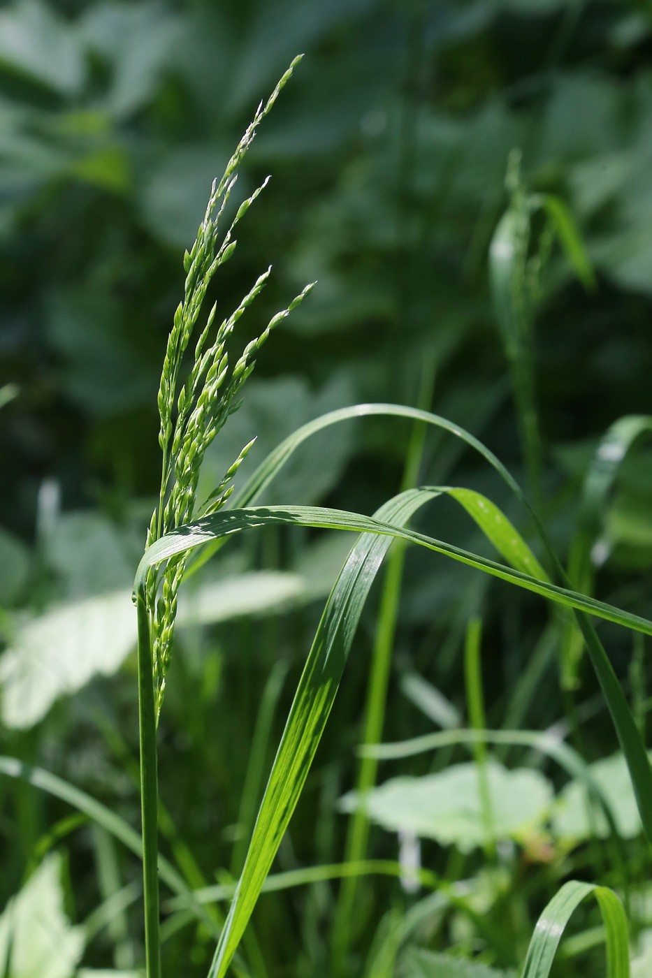 Image of Poa trivialis specimen.