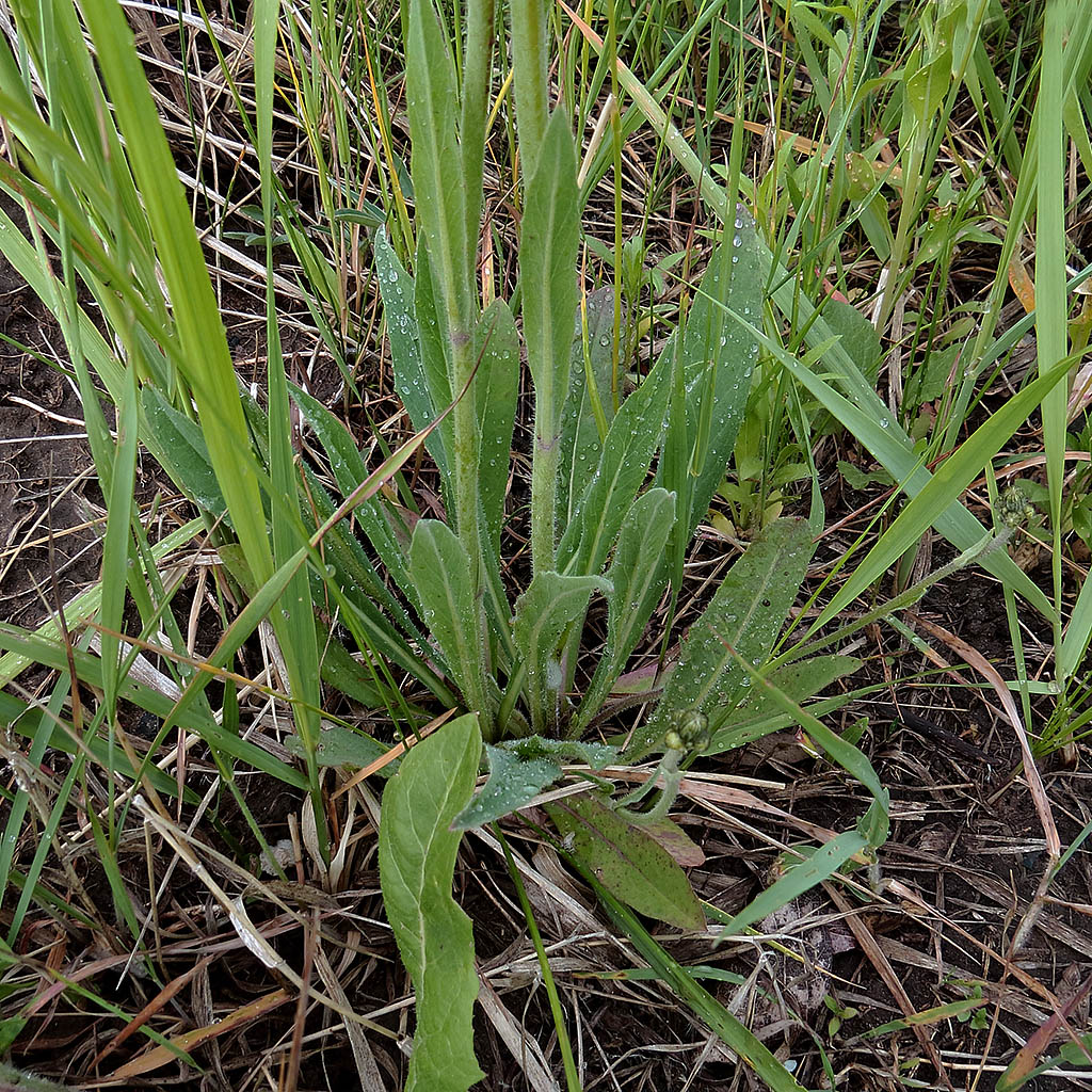 Image of Pilosella cymosa specimen.