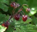 Fragaria vesca. Соплодие с плодами разной степени зрелости, часть листа. Московская обл., Раменский р-н, окр. дер. Хрипань, садовый участок. 22.06.2018.