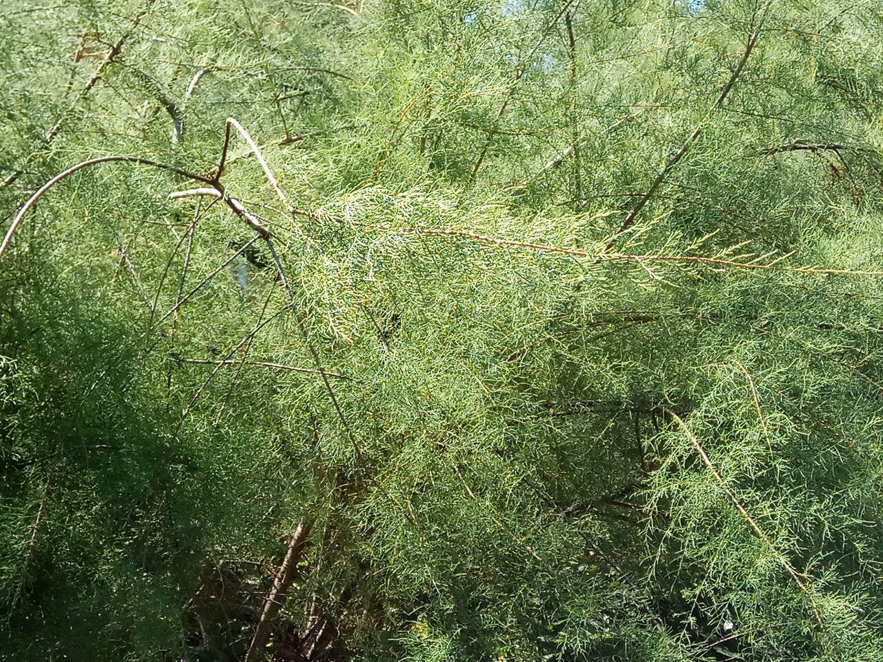 Image of genus Tamarix specimen.