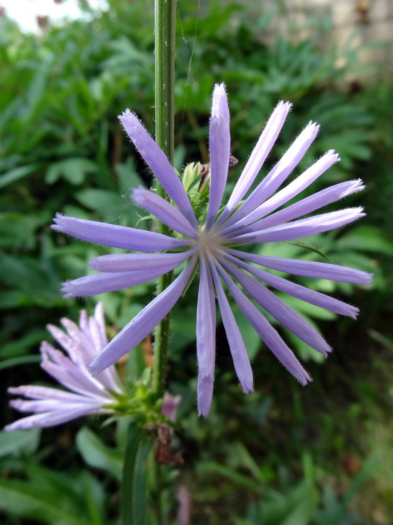 Image of Cichorium intybus specimen.