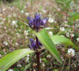 Gentiana macrophylla