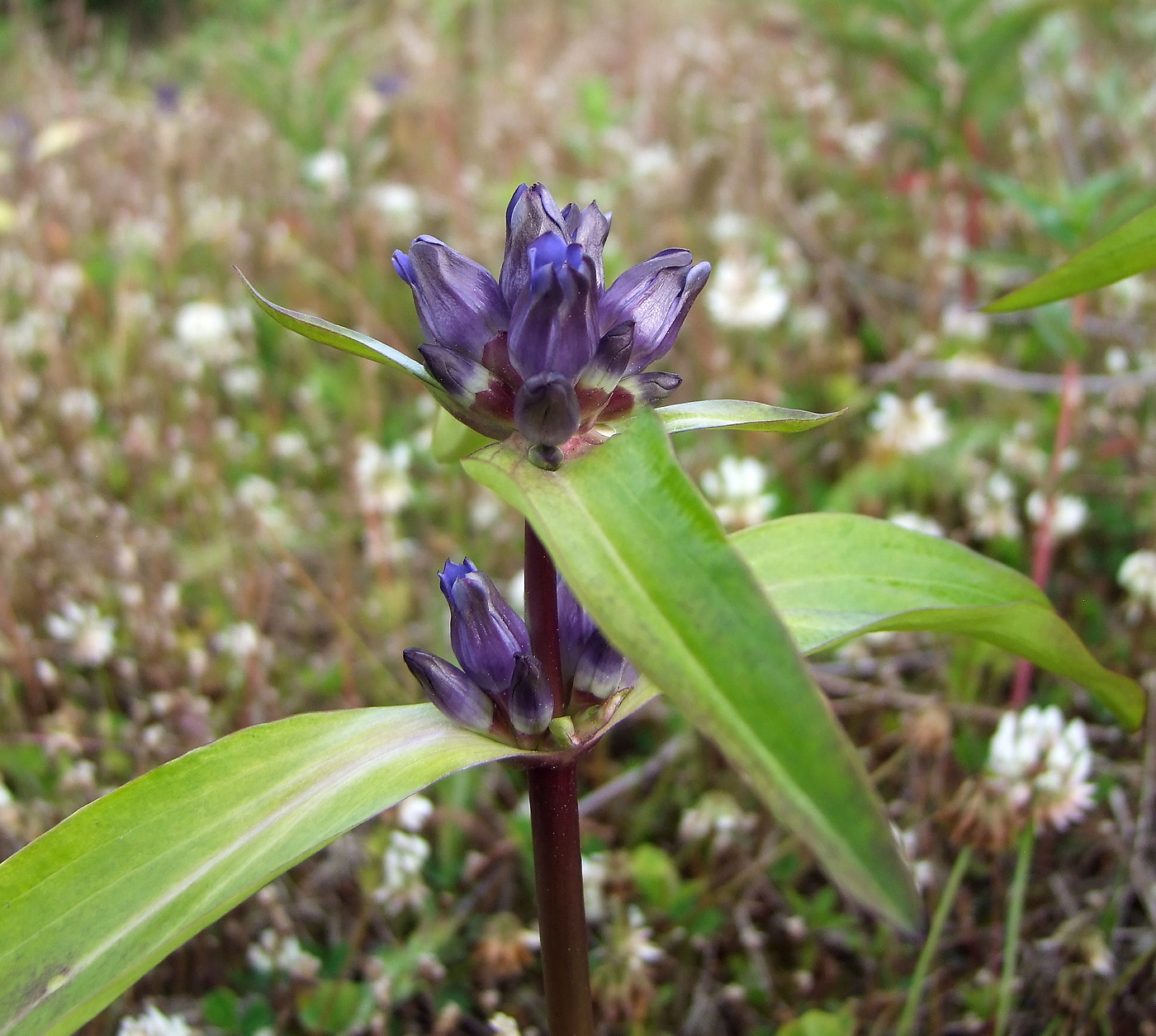 Изображение особи Gentiana macrophylla.