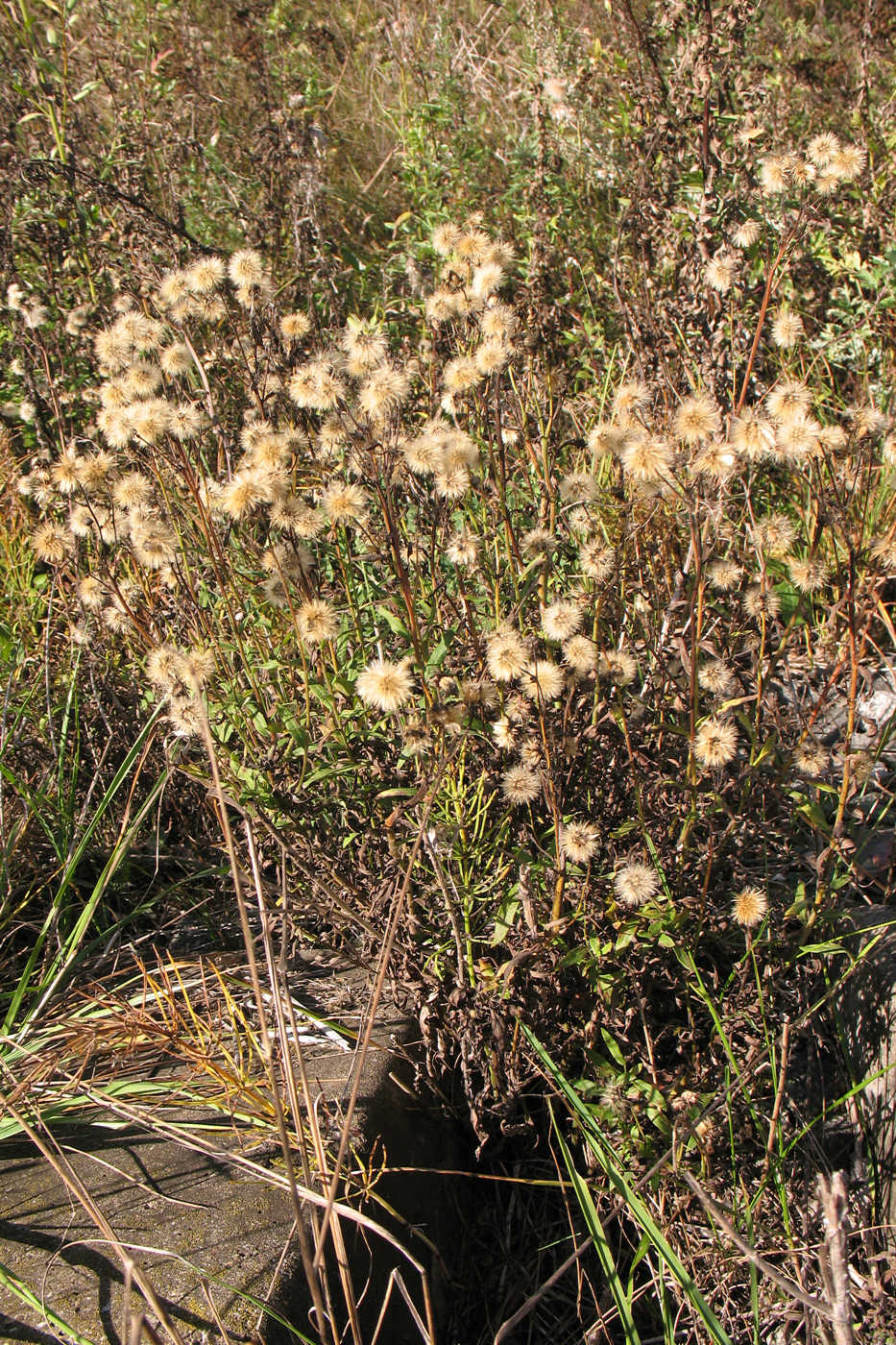 Image of Hieracium umbellatum specimen.