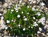 Minuartia macrocarpa