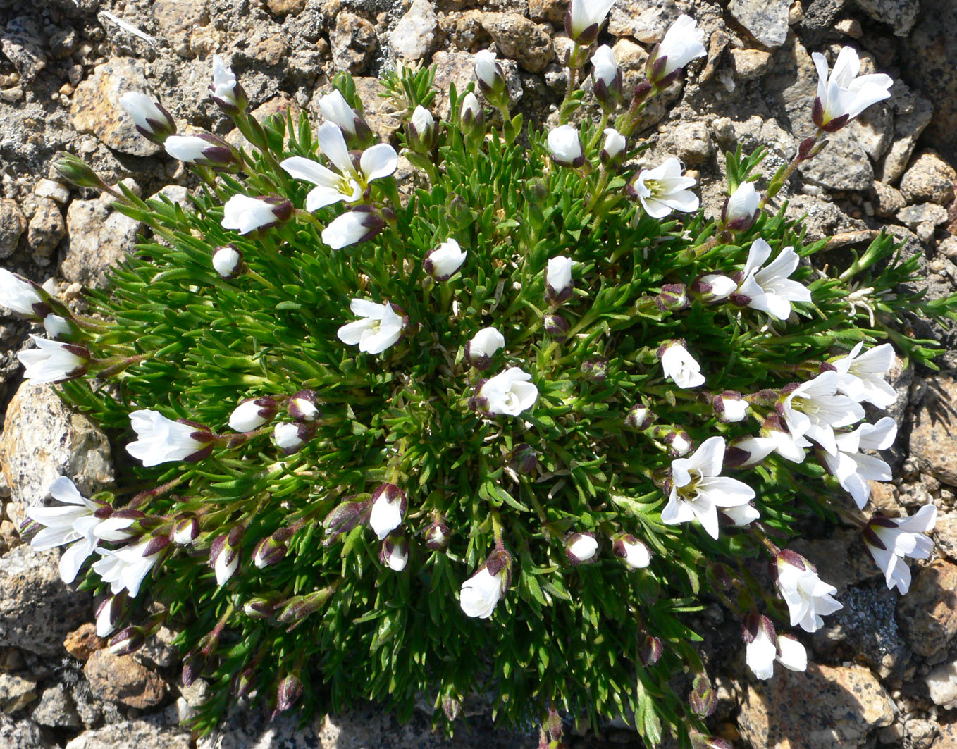 Изображение особи Minuartia macrocarpa.