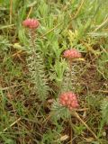 Pseudosedum lievenii