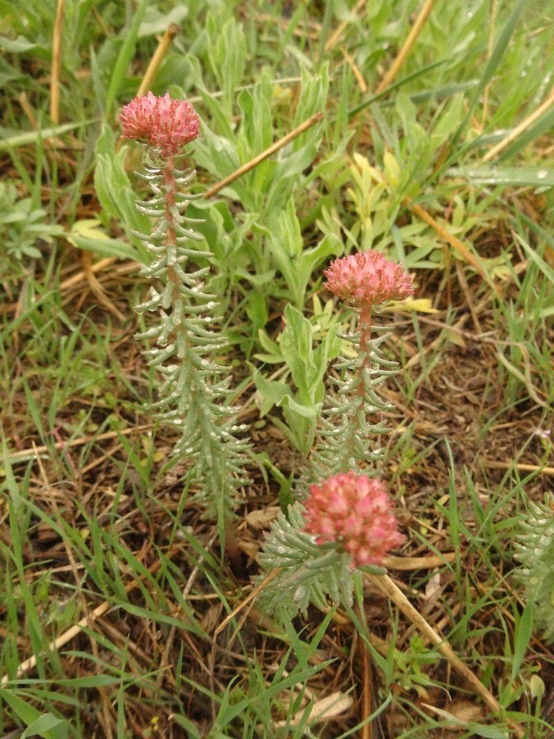 Изображение особи Pseudosedum lievenii.