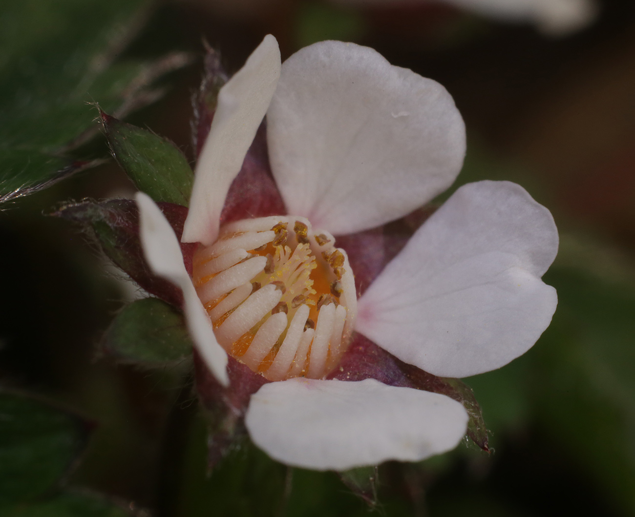 Image of Potentilla micrantha specimen.