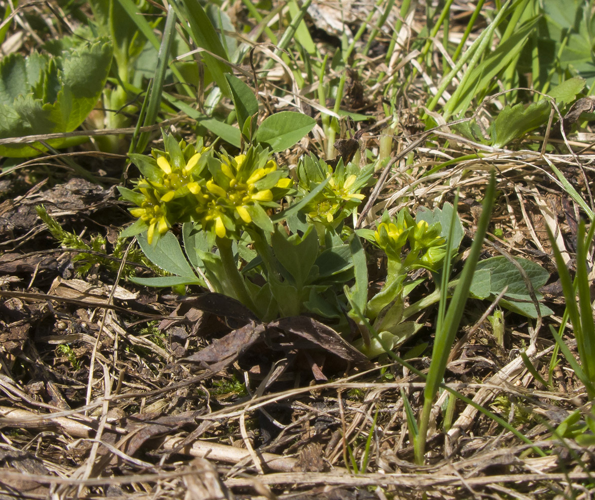 Изображение особи Sibbaldia semiglabra.