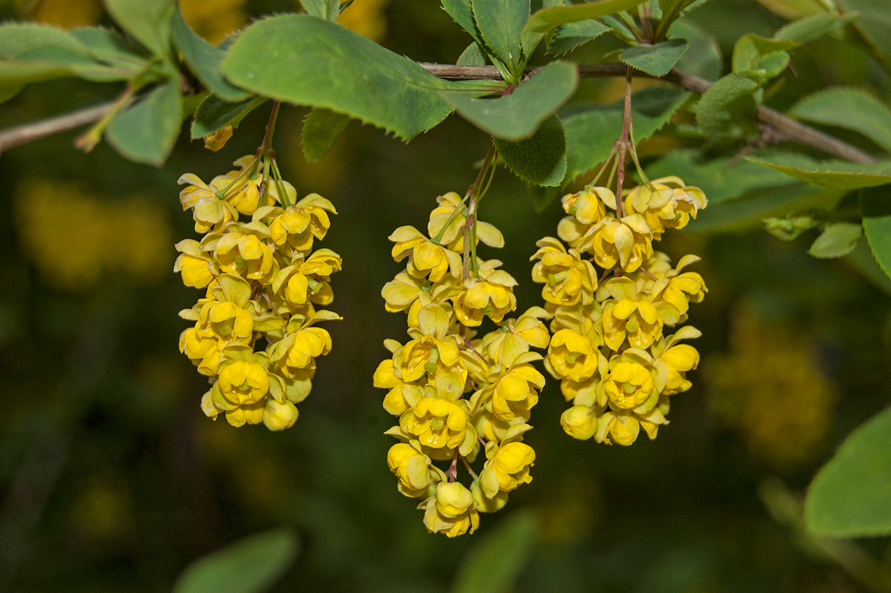 Изображение особи Berberis vulgaris.