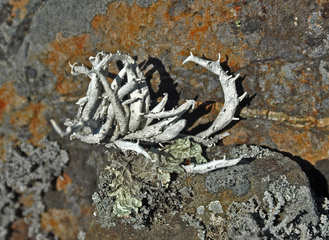 Image of division Ascomycota specimen.