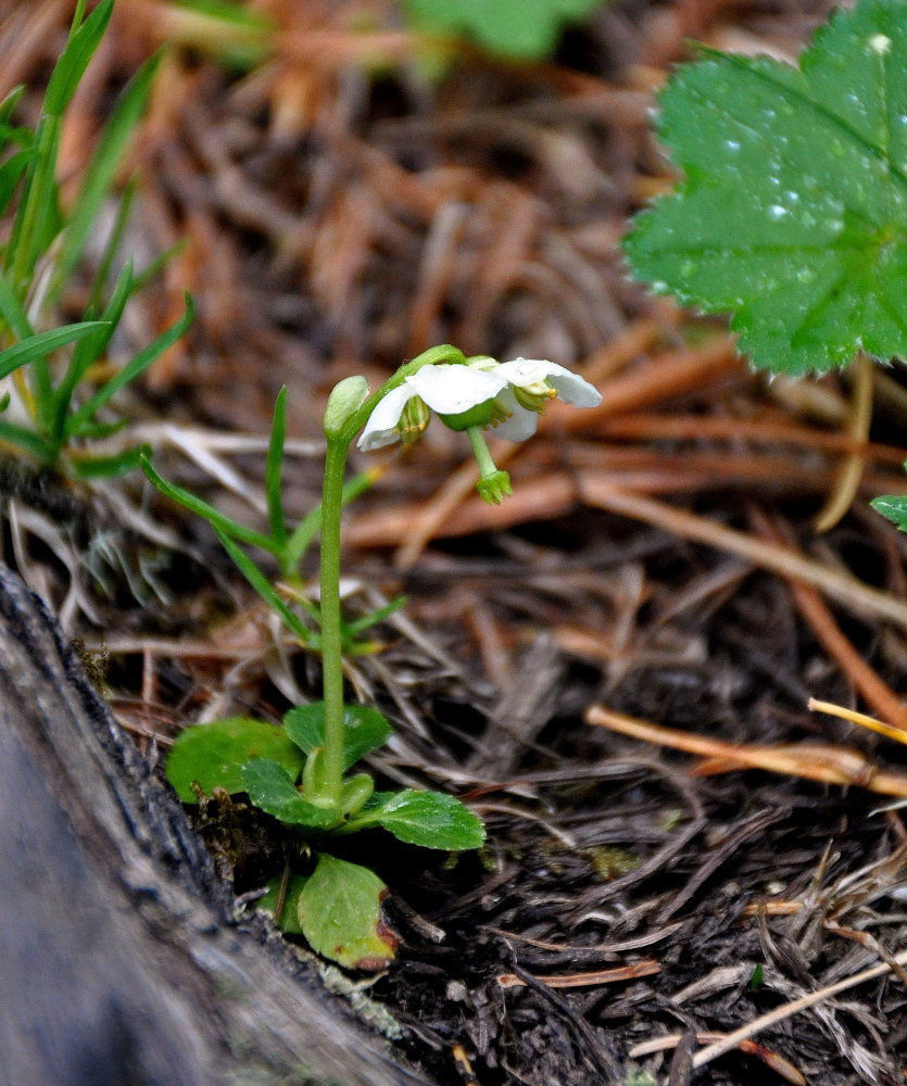 Image of Moneses uniflora specimen.