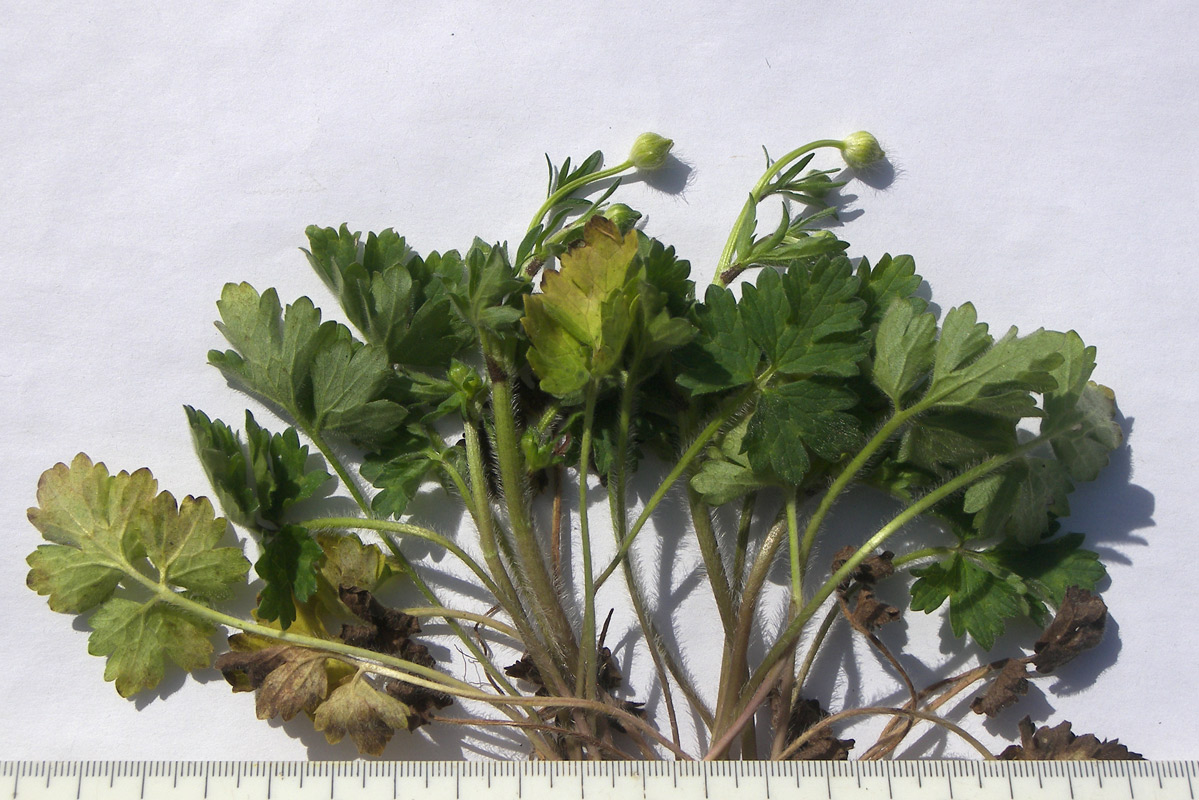 Image of Ranunculus aleae specimen.