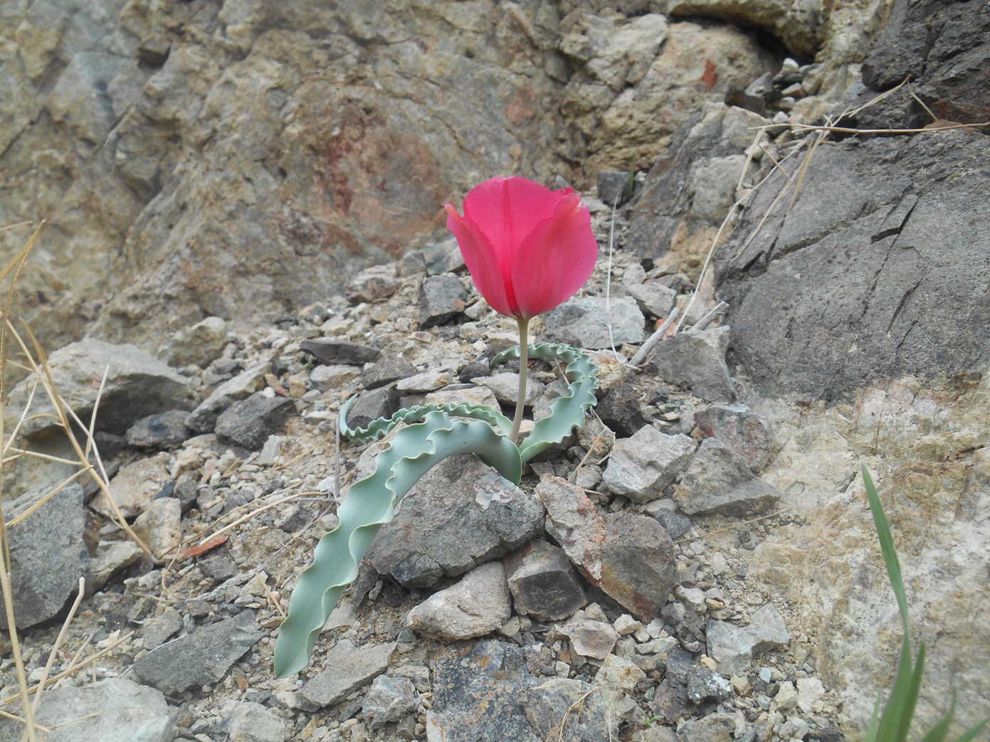 Image of Tulipa rosea specimen.