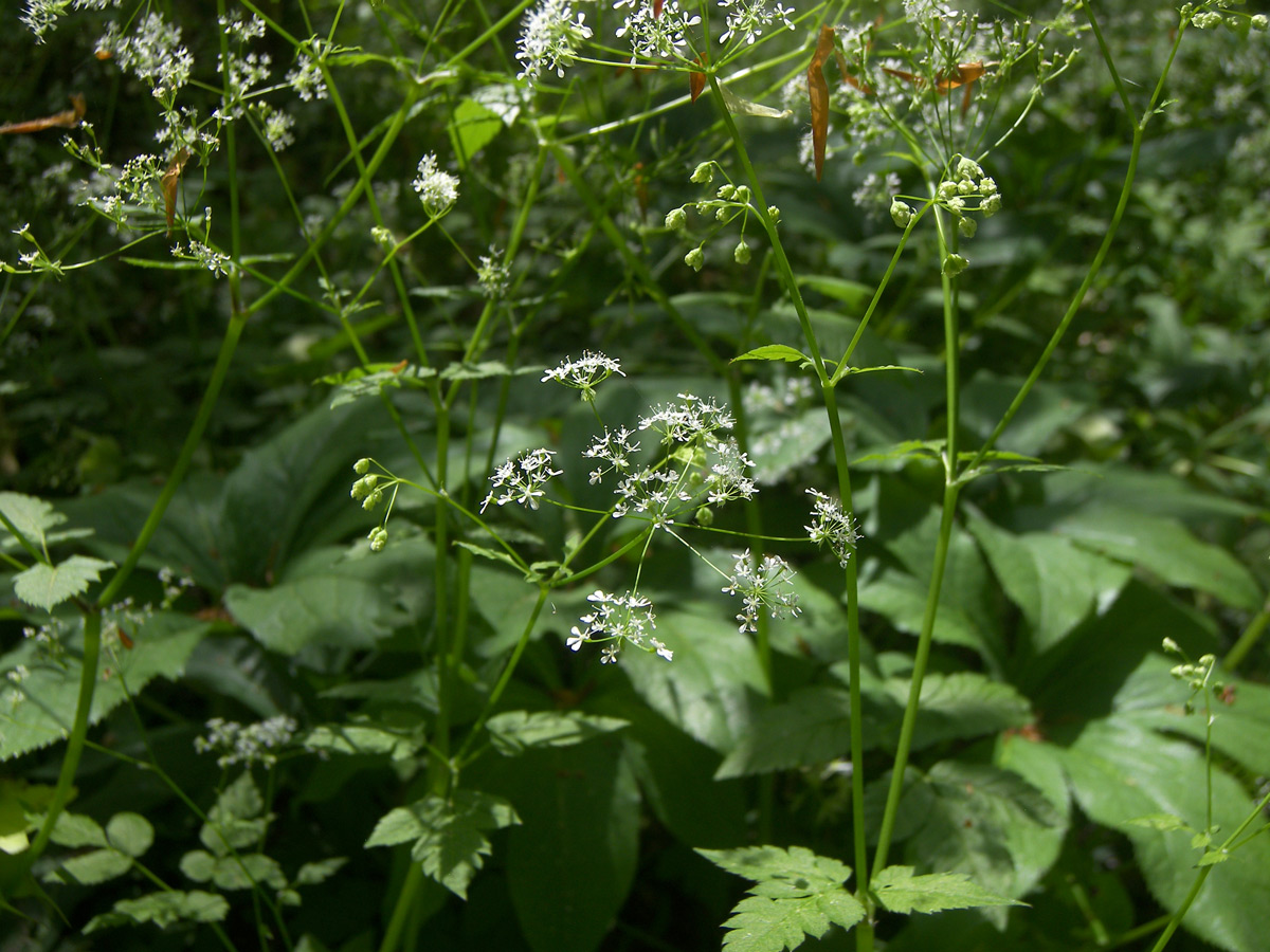 Изображение особи Anthriscus schmalhausenii.