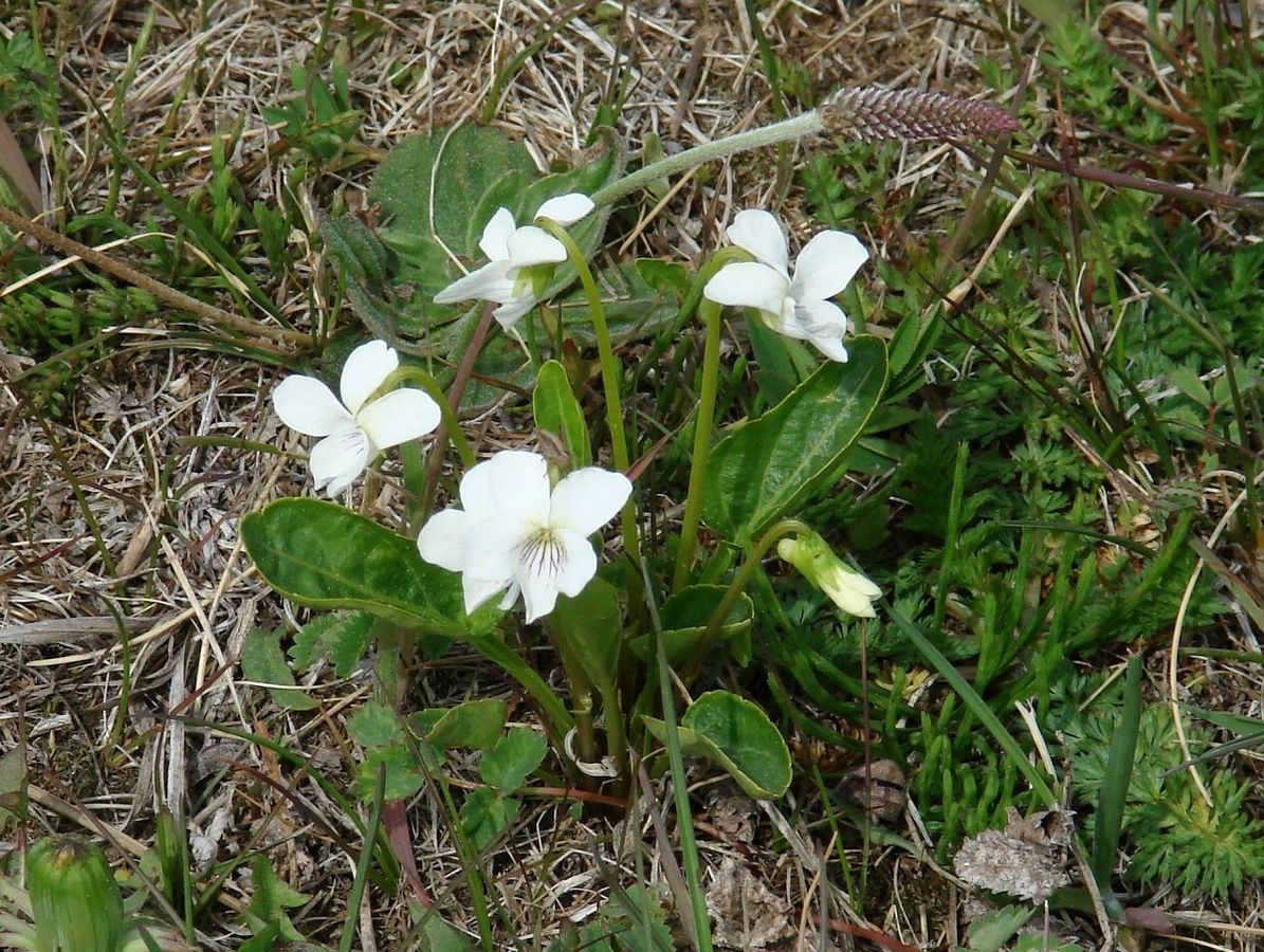 Изображение особи Viola patrinii.