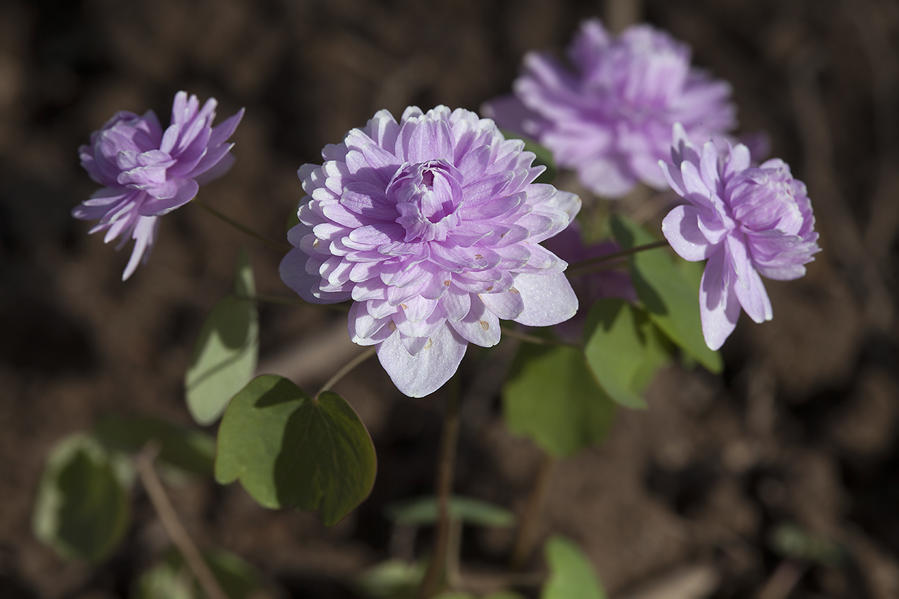 Image of Thalictrum thalictroides specimen.