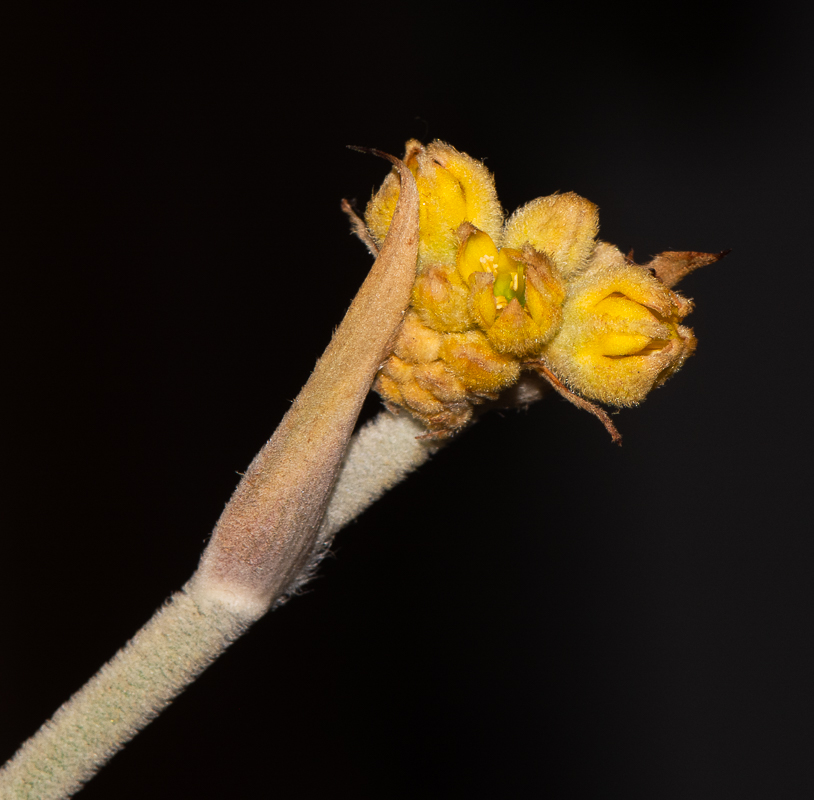 Изображение особи Conostylis candicans.