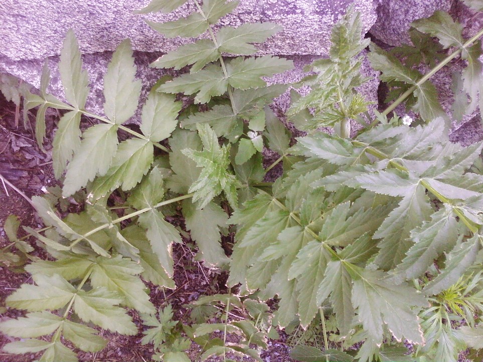 Изображение особи Pastinaca sylvestris.