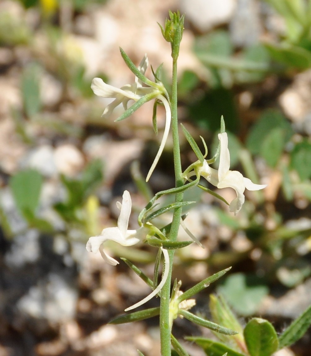 Изображение особи Linaria chalepensis.